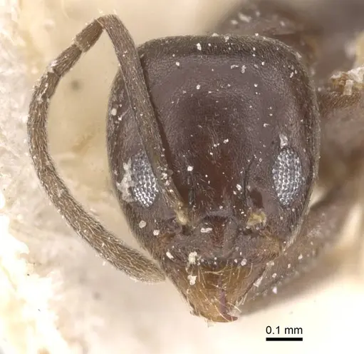 Linepithema micans specimen CASENT0911563 image casent0911563_1