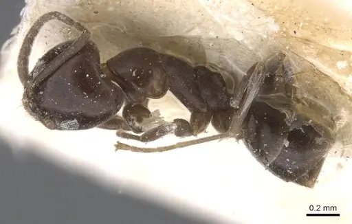 Linepithema micans specimen CASENT0911563 image casent0911563_2