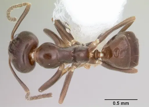 Linepithema neotropicum specimen CASENT0104903 image casent0104903_1