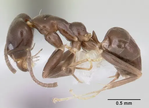 Linepithema neotropicum specimen CASENT0104903 image casent0104903_3