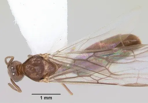 Linepithema neotropicum specimen CASENT0104907 image casent0104907_1