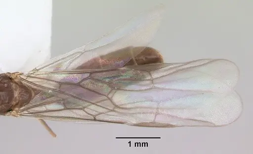 Linepithema neotropicum specimen CASENT0104907 image casent0104907_2