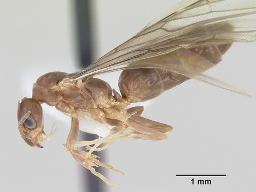 Linepithema neotropicum specimen CASENT0104907 image casent0104907_4