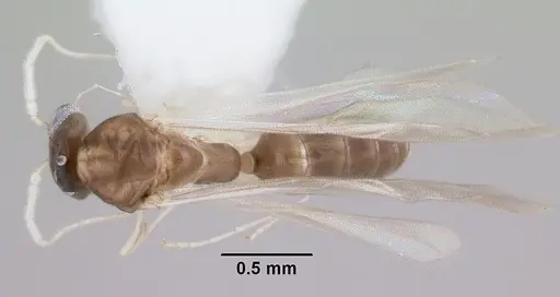 Linepithema neotropicum specimen CASENT0104908 image casent0104908_1