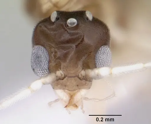 Linepithema neotropicum specimen CASENT0104908 image casent0104908_2
