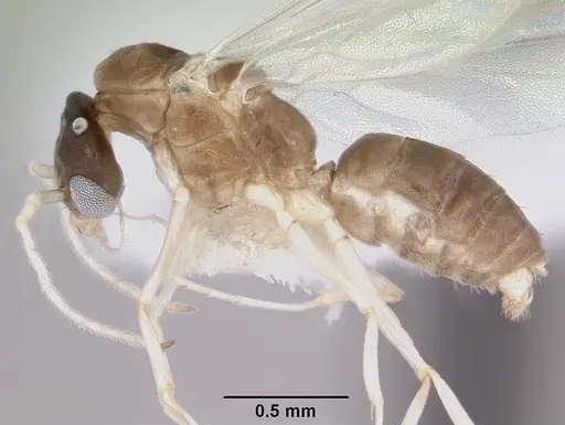 Linepithema neotropicum specimen CASENT0104908 image casent0104908_3