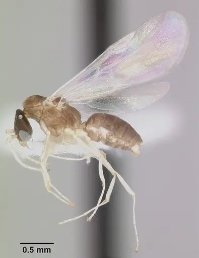 Linepithema neotropicum specimen CASENT0104908 image casent0104908_4
