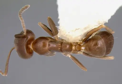 Linepithema neotropicum specimen CASENT0106968 image casent0106968_1