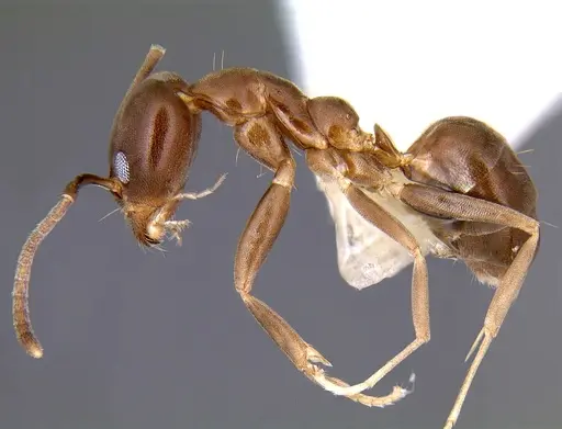 Linepithema neotropicum specimen CASENT0106968 image casent0106968_3