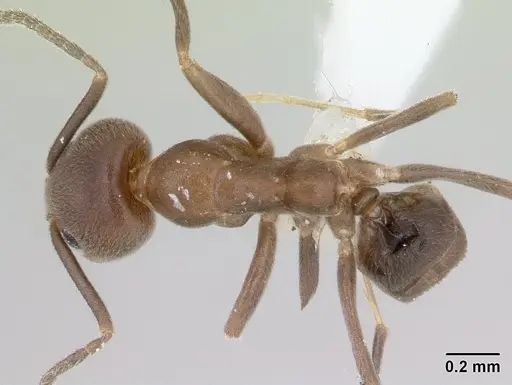 Linepithema neotropicum specimen CASENT0178636 image casent0178636_1