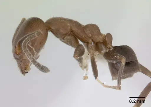 Linepithema neotropicum specimen CASENT0178636 image casent0178636_3