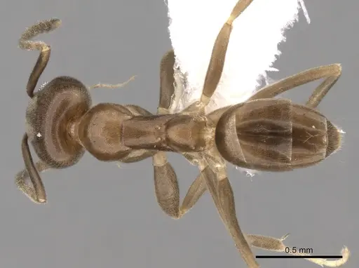 Linepithema neotropicum specimen CASENT0249744 image casent0249744_1