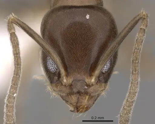 Linepithema neotropicum specimen CASENT0249744 image casent0249744_2