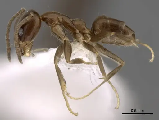 Linepithema neotropicum specimen CASENT0249744 image casent0249744_3