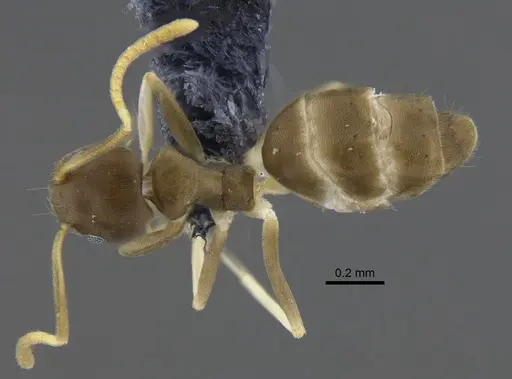 Linepithema neotropicum specimen CBUMAGENT41878 image cbumagent41878_1