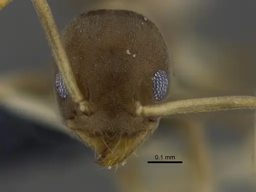 Linepithema neotropicum specimen CBUMAGENT41878 image cbumagent41878_2