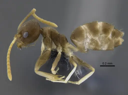 Linepithema neotropicum specimen CBUMAGENT41878 image cbumagent41878_3
