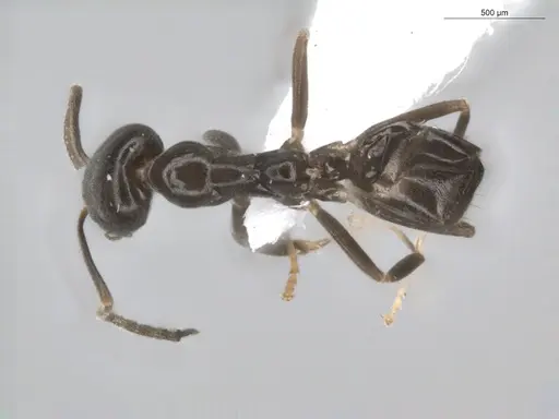 Linepithema neotropicum specimen ECOFOG-BUG-0476-02 image ecofog-bug-0476-02_1