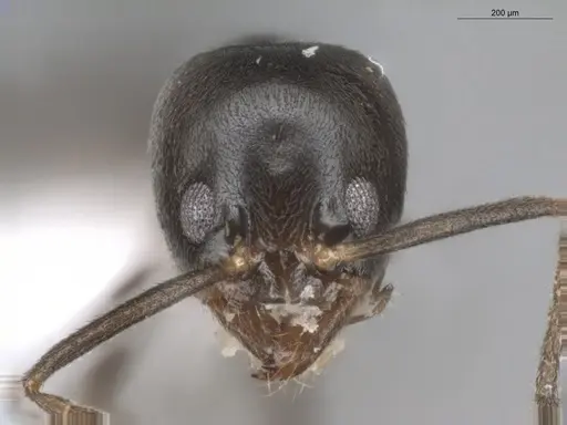 Linepithema neotropicum specimen ECOFOG-BUG-0476-02 image ecofog-bug-0476-02_2