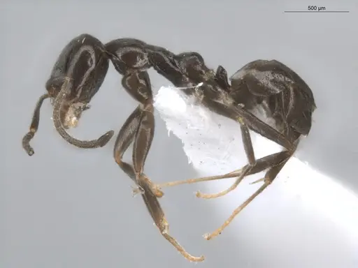 Linepithema neotropicum specimen ECOFOG-BUG-0476-02 image ecofog-bug-0476-02_3