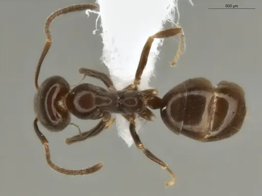 Linepithema neotropicum specimen ECOFOG-SG17-0119-06 image ecofog-sg17-0119-06_1