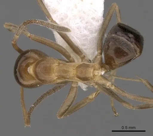 Linepithema oblongum specimen CASENT0249735 image casent0249735_1