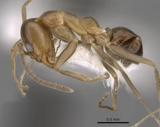 Linepithema oblongum specimen CASENT0249735 image casent0249735_3