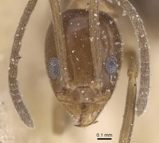 Linepithema oblongum specimen CASENT0911566 image casent0911566_2