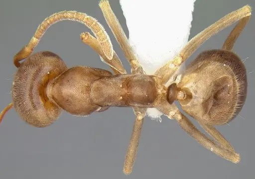 Linepithema piliferum specimen CASENT0106979 image casent0106979_1