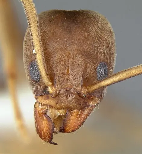 Linepithema piliferum specimen CASENT0106979 image casent0106979_2