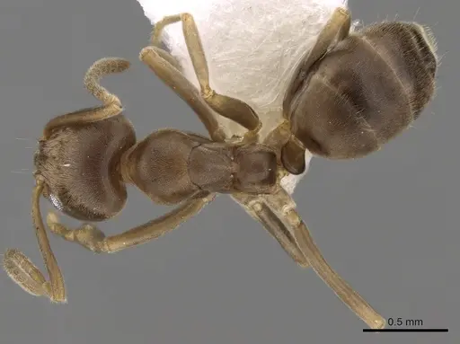 Linepithema piliferum specimen CASENT0249739 image casent0249739_1