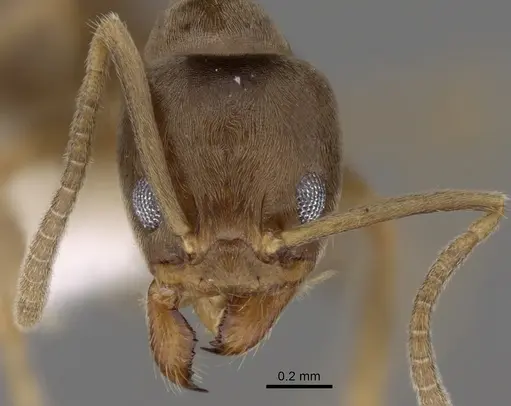 Linepithema piliferum specimen CASENT0249739 image casent0249739_2