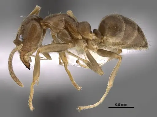 Linepithema piliferum specimen CASENT0249739 image casent0249739_3