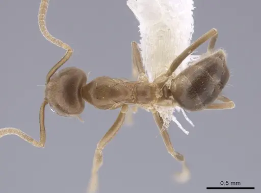 Linepithema piliferum specimen CASENT0648774 image casent0648774_1