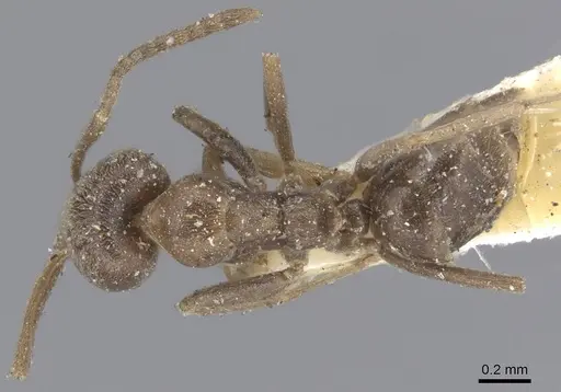 Linepithema piliferum specimen CASENT0915579 image casent0915579_1