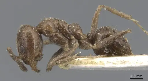 Linepithema piliferum specimen CASENT0915579 image casent0915579_3