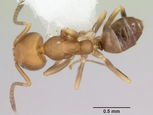 Linepithema pulex specimen CASENT0104902 image casent0104902_1