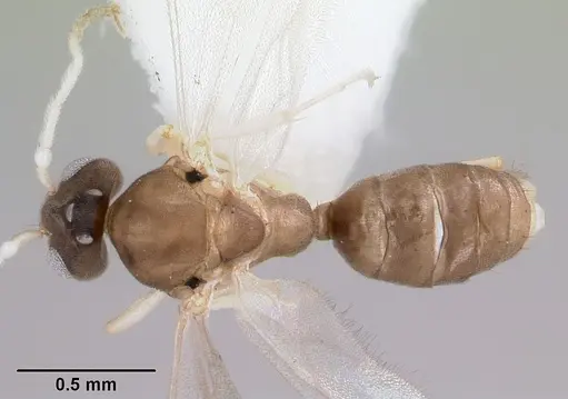 Linepithema pulex specimen CASENT0104906 image casent0104906_1