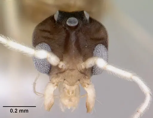 Linepithema pulex specimen CASENT0104906 image casent0104906_2