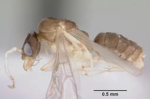 Linepithema pulex specimen CASENT0104906 image casent0104906_3