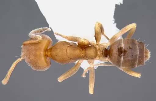 Linepithema pulex specimen CASENT0106971 image casent0106971_1