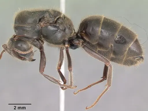 Liometopum apiculatum specimen CASENT0004189 image casent0004189_3