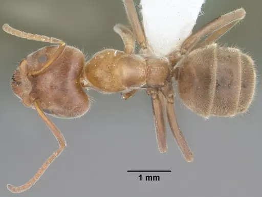 Liometopum apiculatum specimen CASENT0102758 image casent0102758_1