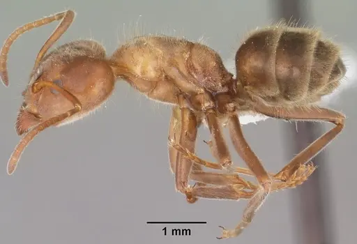Liometopum apiculatum specimen CASENT0102758 image casent0102758_3