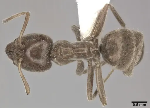 Liometopum apiculatum specimen CASENT0246582 image casent0246582_1