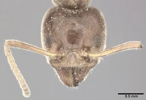 Liometopum apiculatum specimen CASENT0246582 image casent0246582_2