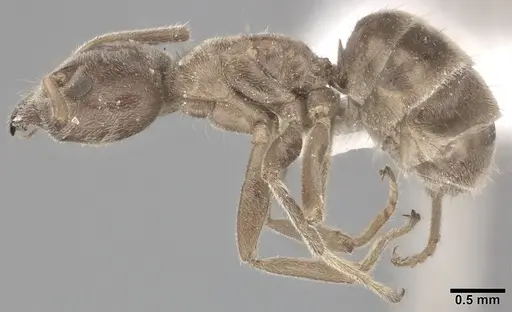 Liometopum apiculatum specimen CASENT0246582 image casent0246582_3