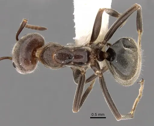 Liometopum apiculatum specimen CASENT0249745 image casent0249745_1