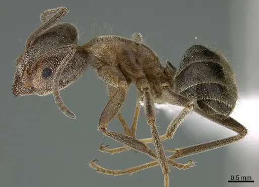 Liometopum apiculatum specimen CASENT0349081 image casent0349081_1