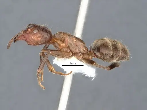 Liometopum apiculatum specimen CASENT0884392 image casent0884392_3